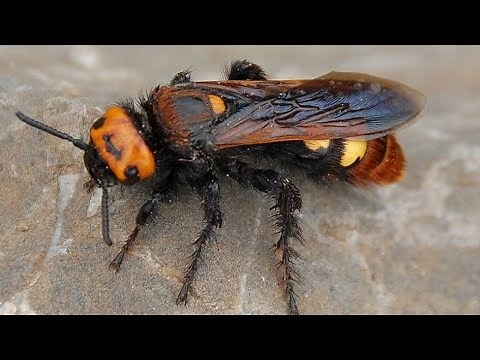 What's this? The mammoth wasp ore Japanese giant hornet?