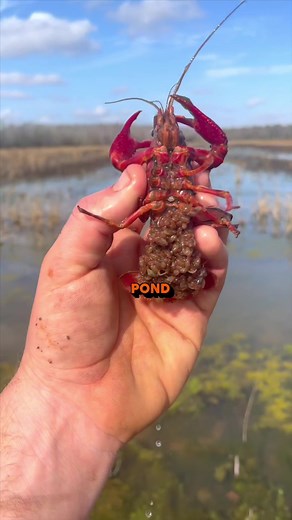 🦞When Do We Start Shipping?! Hoping to get things started next week and we’re two weeks out at the very latest! Keep an eye out on our socials and join the email list! Throughout the year, the lifecycle of maintaining manmade crawfish ponds is a carefully orchestrated process, vital for ensuring a bountiful crawfish harvest. The cycle begins with pond preparation, a crucial step where the water quality and pond bed are optimized for crawfish habitation. As the seasons change, feeding and water 