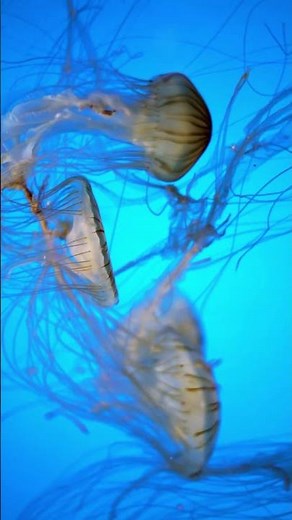 The Amazing World of Jellyfish! Fun Facts for Kids!