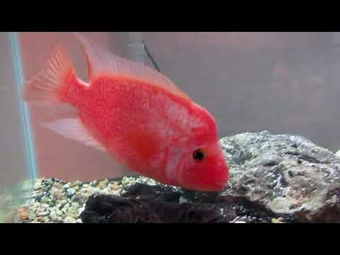 THE RED DEVIL CICHLID !!! (Care Guide & Info)