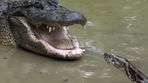 673K views · 3.3K reactions | Nobody expected such an ending. Alligators are known for their incredibly powerful bite, but a Burmese python looked to be more than a match for this one. The shocking confrontation recorded just how dangerous this huge snake can be. | Meow Meow | Facebook