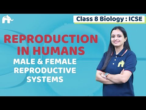 Reproduction in Humans Class 8 ICSE Biology | Selina Chapter Male & Female Reproductive Systems