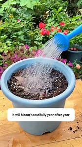 Ranunculus Mix Color Bulbs for Planting | SRK