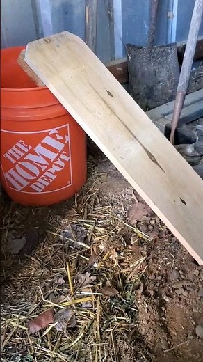 Effective Mouse Trap: DIY Bucket Method