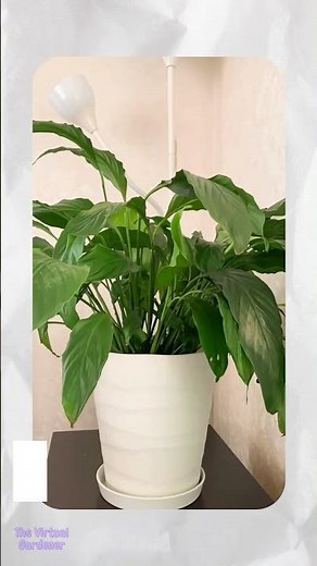 Peace Lily Care 3 Tips for More Blooms 🌸