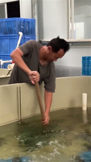 DIY Prawn Farming & Catching Technique 🦐💧 | Smart Aquaculture Hack! #shortsvideo