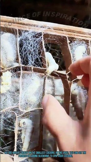 Silk Production: Guiding Silkworms to Spin Cocoons