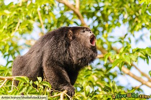 Howler Monkey Facts and Information from Active Wild