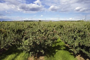The Planting Requirements for Semi-Dwarf Apple Trees