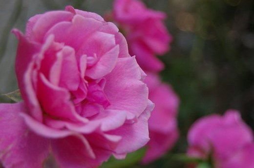 The Best Time To Plant Knock Out Roses - Hunker