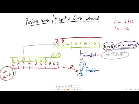 Positive vs Negative Sense Strands in Viral Genetics Explained