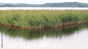 overgrown reeds and sedges pond wetland landscape