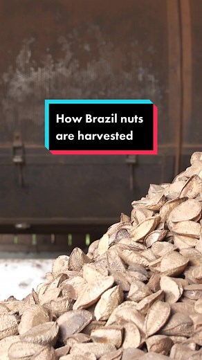 Brazil nuts are sustainable — they're collected in the rainforest after they drop naturally from wild trees. Buying them could help save the Amazon. #insider #brazilnuts #amazonrainforest #deforestation #sustainability