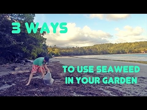 Three Easy Ways to Use Seaweed in Your Garden