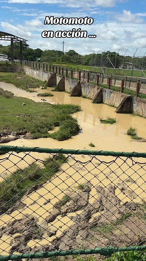 Motomoto Hipopotamo Action | Funny Hippo Video