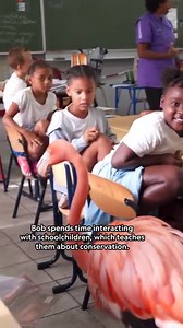 Meet Flamingo Bob, the poster bird for conservation. Learn more about his journey: https://on.natgeo.com/46vrTWk | National Geographic