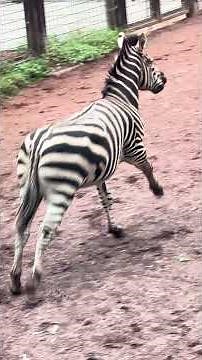 ゼブラは家に帰る時間になるとこうなります 🦓 長野市茶臼山動物園 #zoo