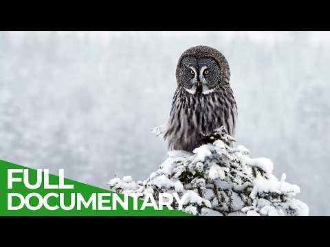 Arctic Wildlife in Lapland: The Heart of An Untamed Paradise | Free Documentary Nature