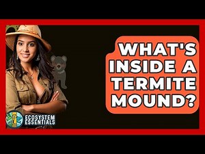 What's Inside A Termite Mound? - Ecosystem Essentials