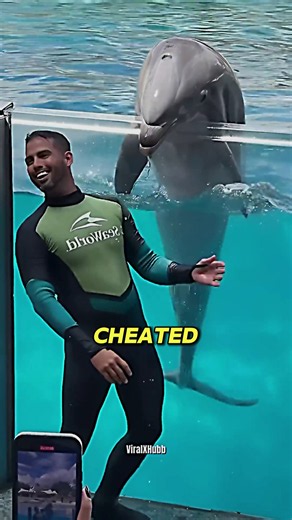 Have You Broken Any Dolphin Marriages?