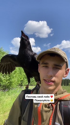 Exploring the Beauty of Crows in Nature