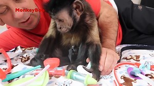 Capuchin MonkeyBoo gets a doctor kit! Watch Boo give his pet human an examination and check up on his health! MonkeyBoo and Pete always have so much fun together! Watch how they interact and show that they love each other. :) | MonkeyBoo