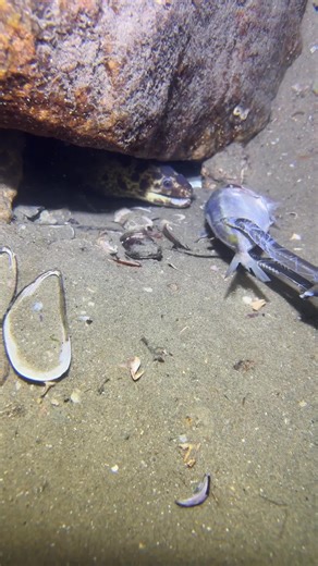 Exploring Deep Sea Fishing: Catching Eels and Lobsters