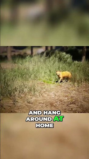 Unlock New Powers for Your Pets! Animal Leveling and Talents in Icarus