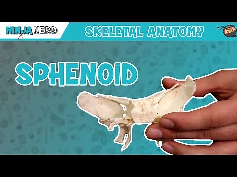 Sphenoid Bone Anatomy