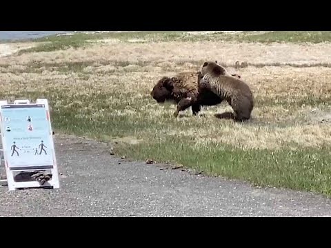 Bear And Bison Fight At Yellowstone National Park