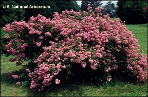 PINK Crape Myrtles Available as Miniatures, Dwarf, Medium Height or Standard Trees.