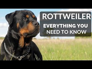 Rottweiler 101 - Everything You Need To Know About Owning a Rottie Puppy