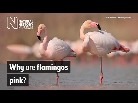 Why are flamingos pink? | Natural History Museum