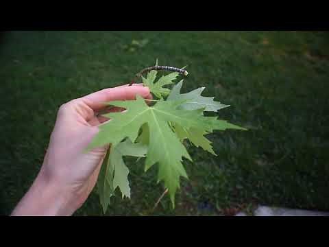 How to Identify Different Types of Maples