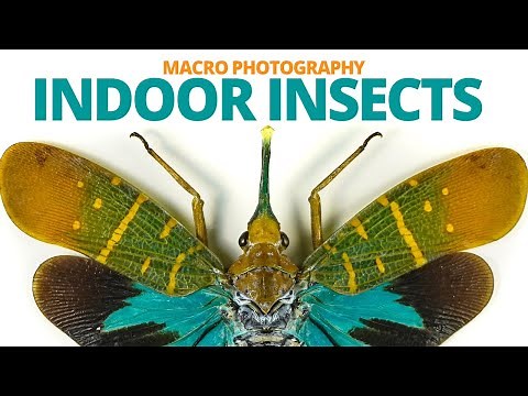 Insect macro photography at home