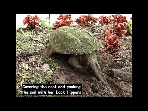 Life Cycle of a Common Snapping Turtle