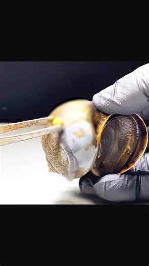 #fyp #usa #mosquito #bee #snail | Apple Snail