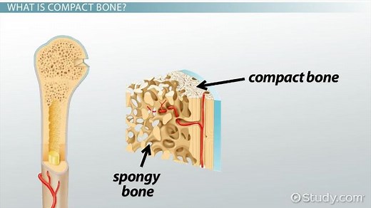 Compact Bone | Function, Structure & Location