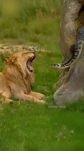 2.9M views · 24K reactions | Amazing Animal Facts We Were Unaware of #shortsviral #shortsvideo #fyp #daily #Amazing #animals #viral #interesting | Real’Quick | Facebook