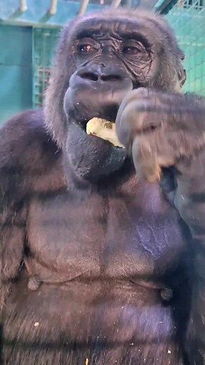 Understanding the Harmless Fatty Lump on a Female Gorilla's Face