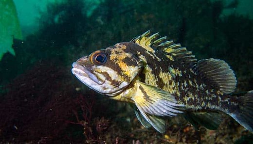 Rockfish Rigs: Land BIG Rockfish & Lingcod (PROVEN Setups!)