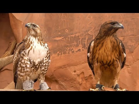 Falconry: Red-tailed hawks