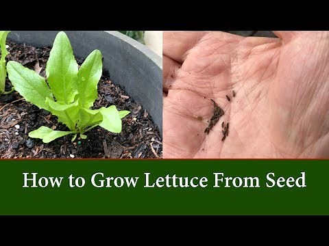 How To Grow LETTUCE From Seed