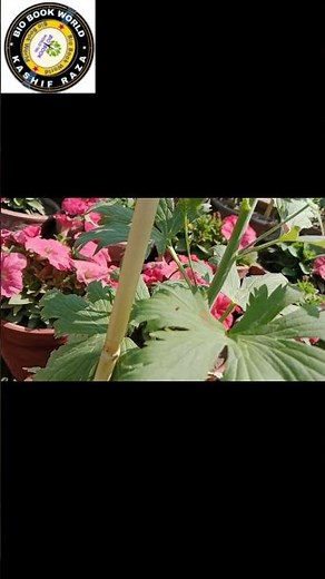 Delphinium Flower Plant | Delphinium from seed | Larkspur