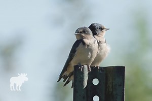 How to Scare Away Barn Swallows? — Forest Wildlife