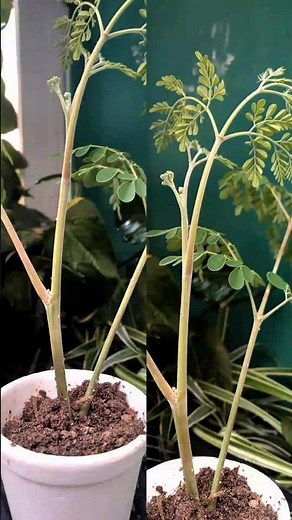 Grow Moringa at Home: Easy & Fast Method for Lush Growth!