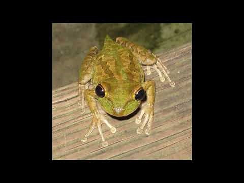 Cuban tree frog Facts Interesting Facts about Cuban tree frog