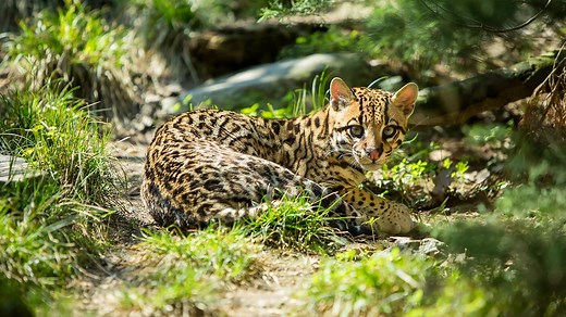 Ocelot Facts and Pictures