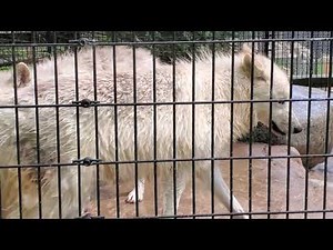 Timber Wolves at Wildwood Wildlife Park Zoo and Safari, Minocqua, Wisconsin