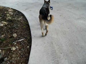 Rear Gait - German Shepherd Dog - Degenerative myelopathy or fibrotic myopathy diagnosis